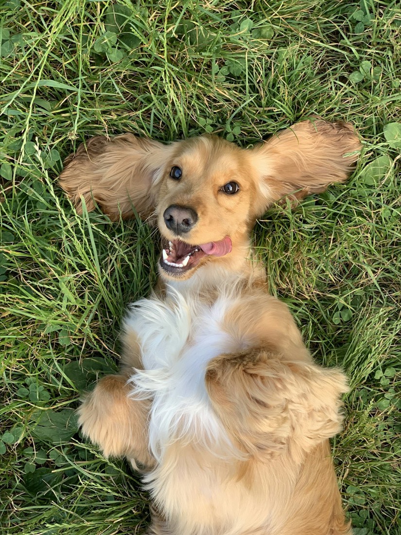 A small dog being gently brushed during a grooming session