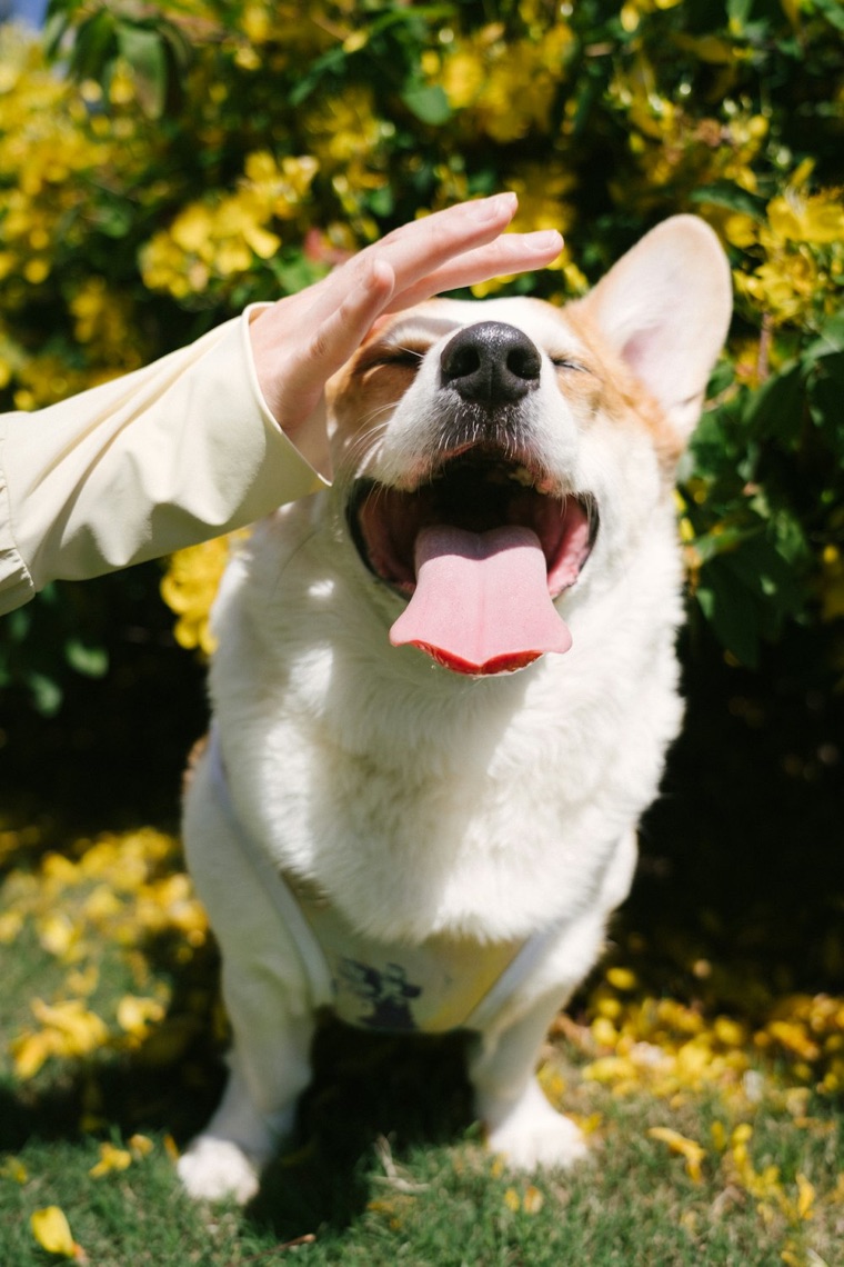 A happy dog being petted by its owner